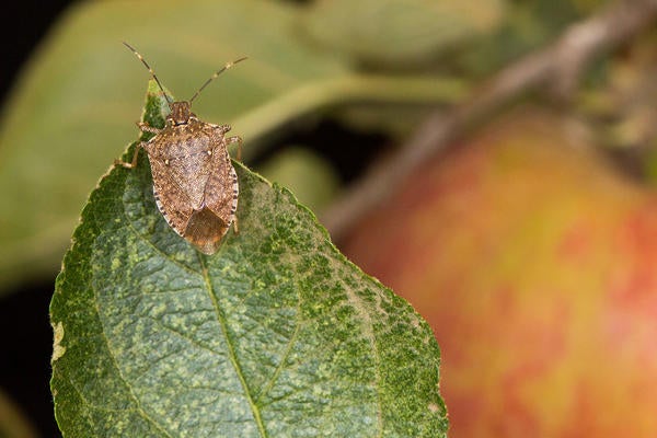 brown marmorated stink bug