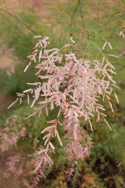 Saltcedar