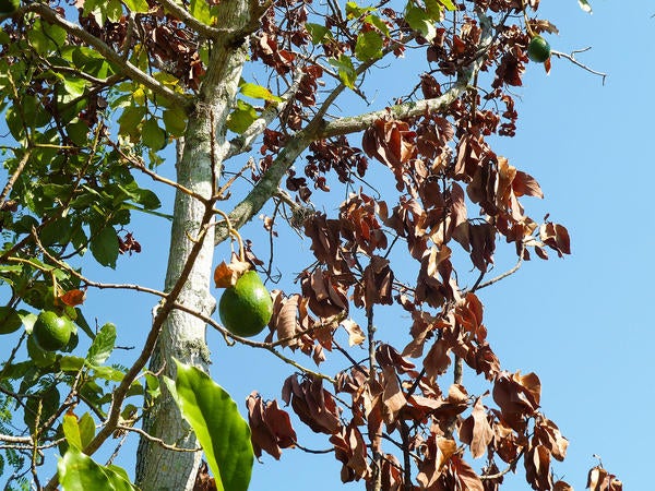 Redbay Ambrosia Beetle and Laurel Wilt