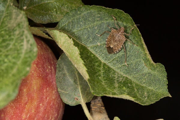 brown marmorated stink bug
