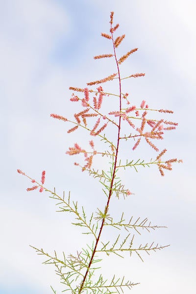 Saltcedar