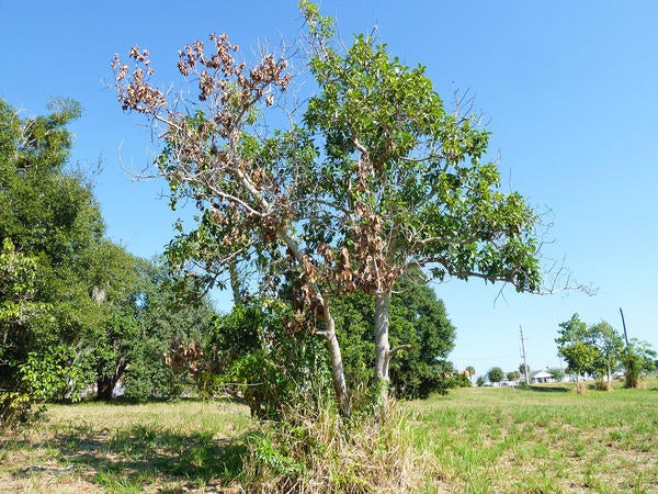 Redbay Ambrosia Beetle and Laurel Wilt