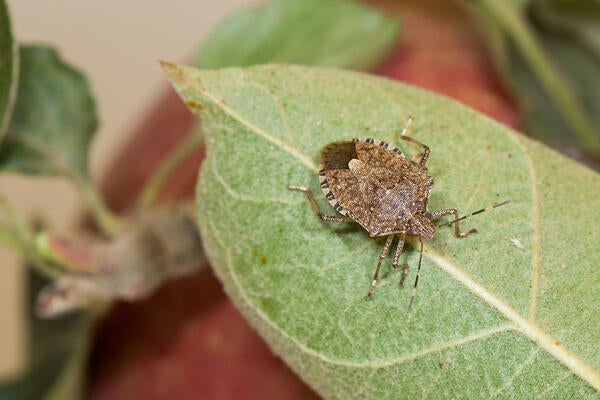 brown marmorated stink bug