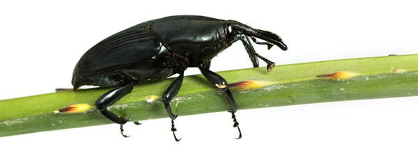 Palmarum Weevil (c) CISR/CNAS