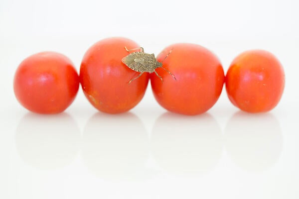 brown marmorated stink bug