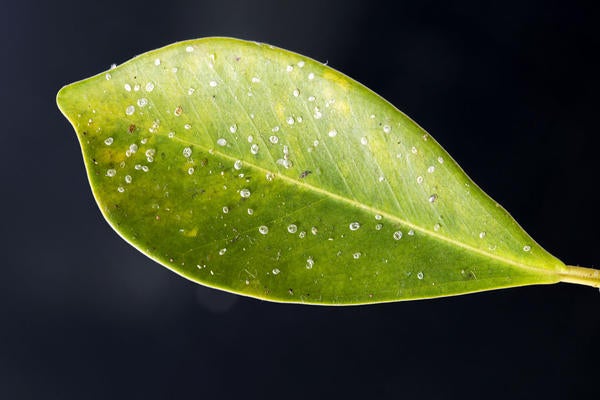 Ficus Whitefly