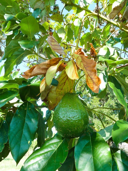 Redbay Ambrosia Beetle and Laurel Wilt