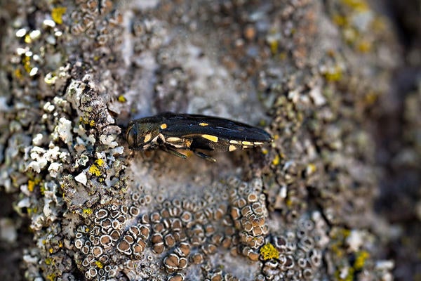 gold spotted oak borer