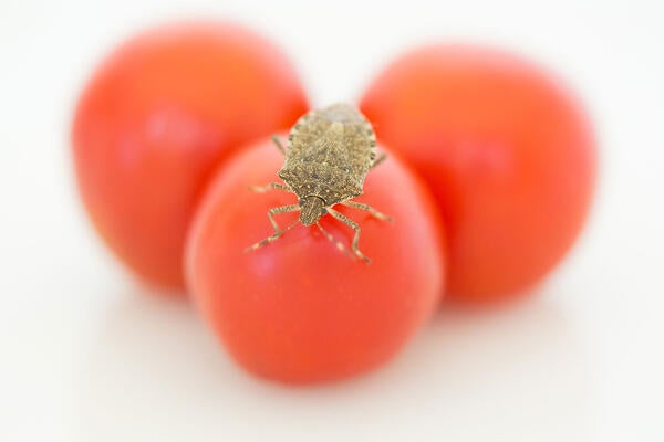 brown marmorated stink bug