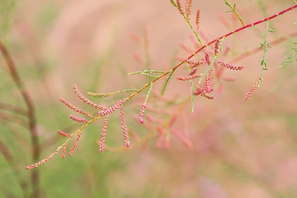 Saltcedar