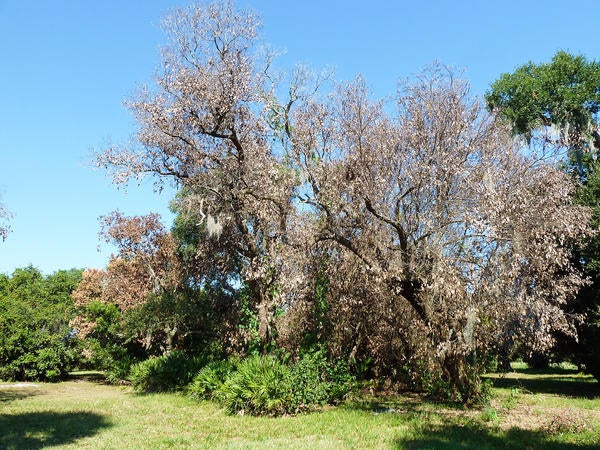 Redbay Ambrosia Beetle and Laurel Wilt