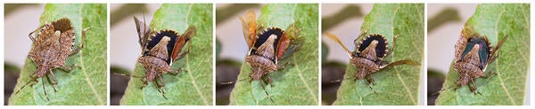 brown marmorated stink bug