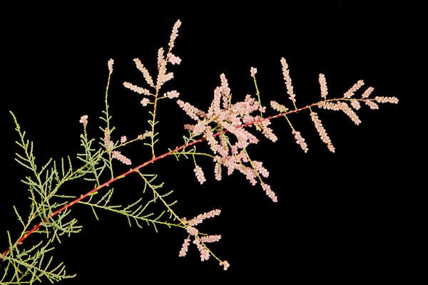 Saltcedar