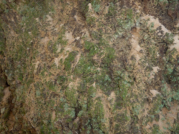 Redbay Ambrosia Beetle and Laurel Wilt