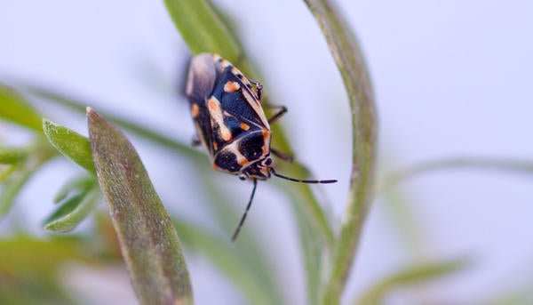 Bagrada Bug