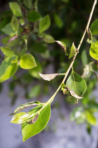 Ficus Whitefly