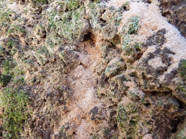 Redbay Ambrosia Beetle and Laurel Wilt