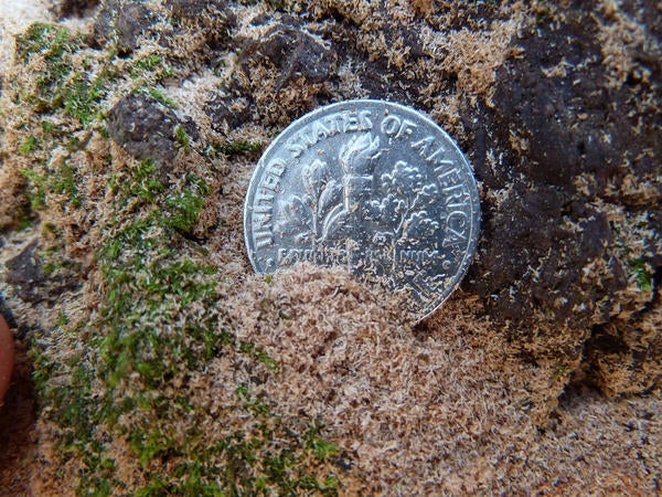 Redbay Ambrosia Beetle and Laurel Wilt