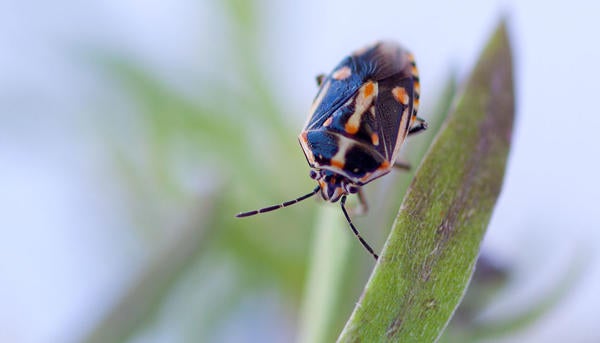 Bagrada Bug