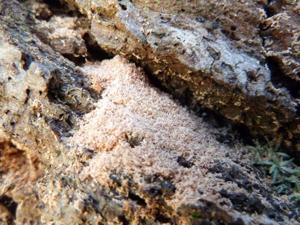 Redbay Ambrosia Beetle and Laurel Wilt