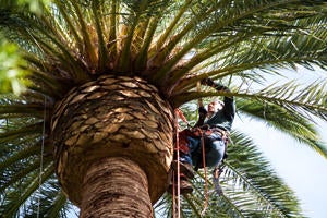 A skilled arborist climbed to the crown to inspect for Red Palm Weevil