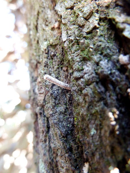 Redbay Ambrosia Beetle and Laurel Wilt