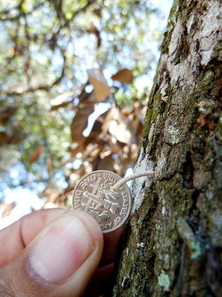 Redbay Ambrosia Beetle and Laurel Wilt