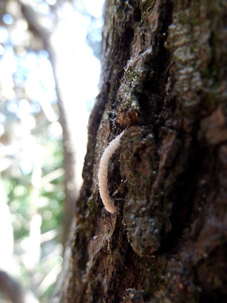 Redbay Ambrosia Beetle and Laurel Wilt