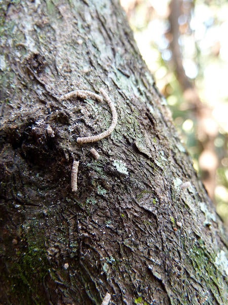 Redbay Ambrosia Beetle and Laurel Wilt