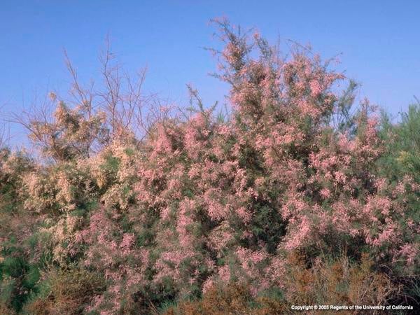 Saltcedar