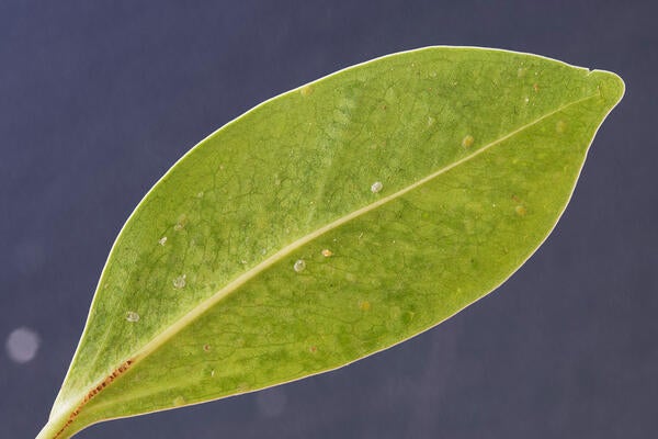 Ficus Whitefly