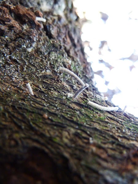 Redbay Ambrosia Beetle and Laurel Wilt