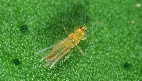 Avocado Thrips