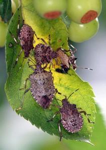 Brown Marmorated Stink Bug