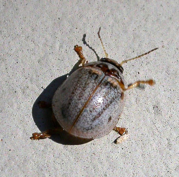 Eucalyptus Leaf Beetle (c) Cindy Calisher