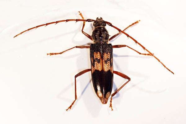 Eucalyptus Longhorned Borer (c) Mike Lewis