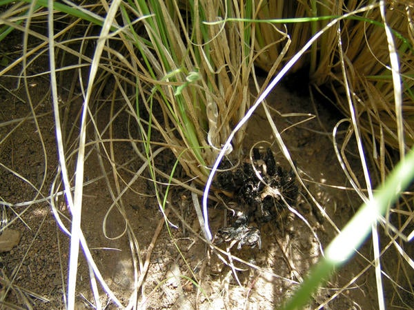 African Fountain Grass (c) Lynn Sweet and Kai Palenscar