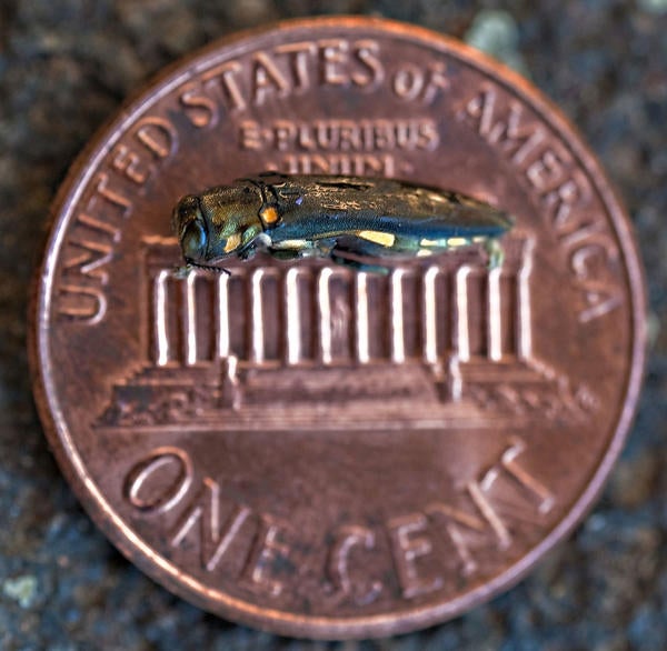 gold spotted oak borer