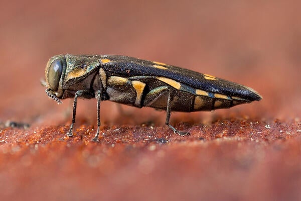 gold spotted oak borer