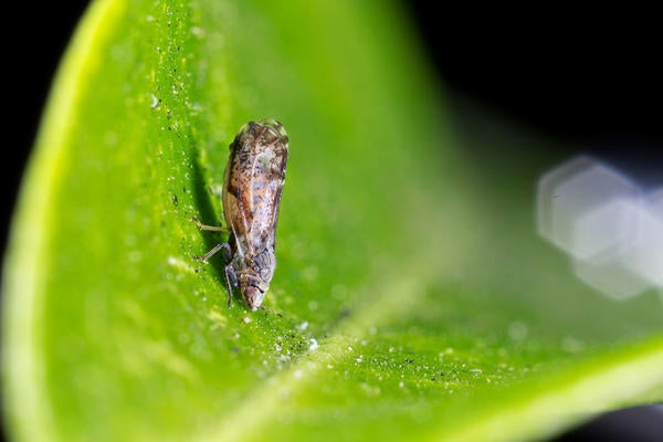Asian citrus psyllid
