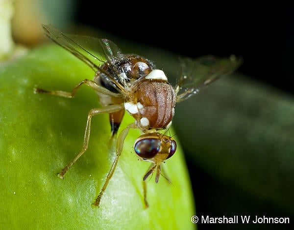 Olive fruit fly (c) Marshall Johnson