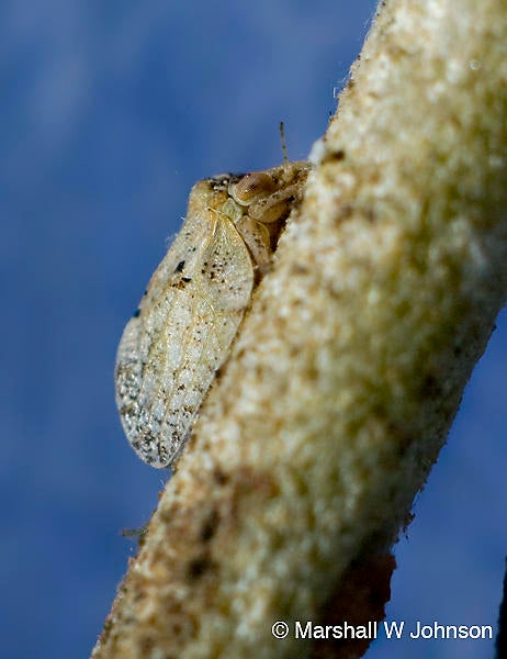 Olive psyllid (c) Marshall Johnson