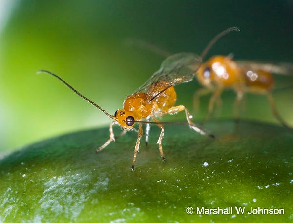 Psyttalia concolor parasitoid (c) Marshall Johnson