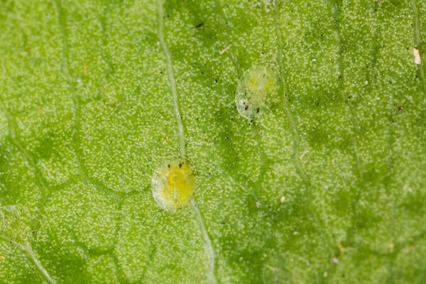 Ficus Whitefly