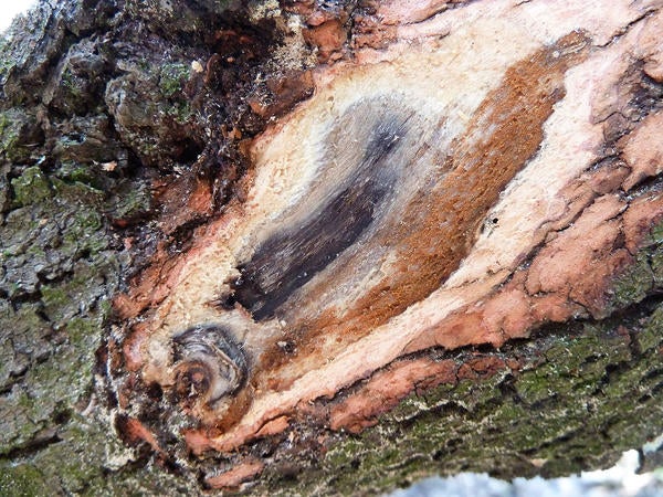 Redbay Ambrosia Beetle and Laurel Wilt