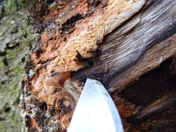 Redbay Ambrosia Beetle and Laurel Wilt