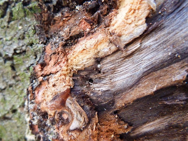 Redbay Ambrosia Beetle and Laurel Wilt