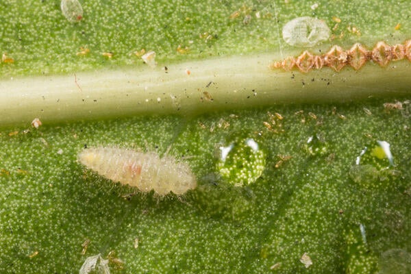 Ficus Whitefly
