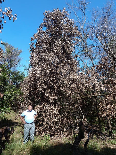 Redbay Ambrosia Beetle and Laurel Wilt
