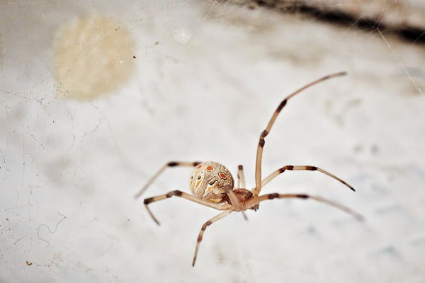 Brown Widow Spider